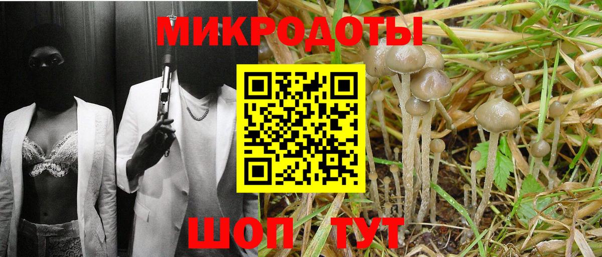 Галлюциногенные грибы Psilocybe Каменск-Шахтинский
