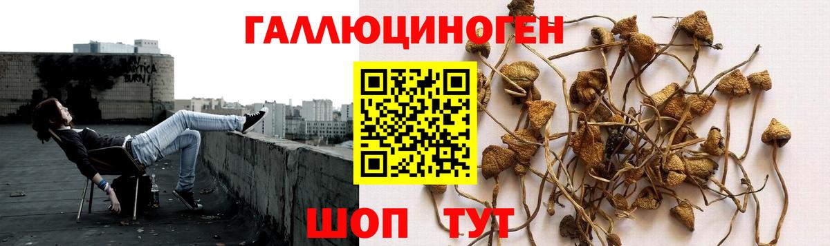 Псилоцибиновые грибы мицелий  Вход с VPN  Каменск-Шахтинский  Псилоцибиновые грибы GOLDEN TEACHER 